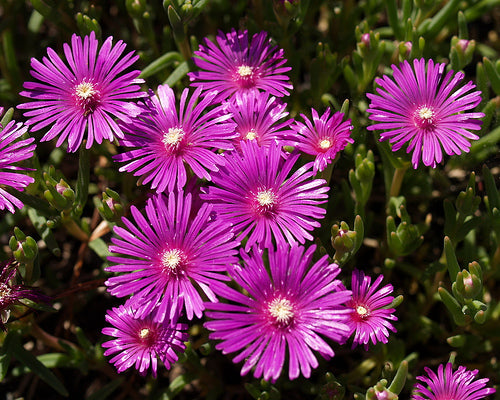 Rosea Purple Ice Plant - Flat