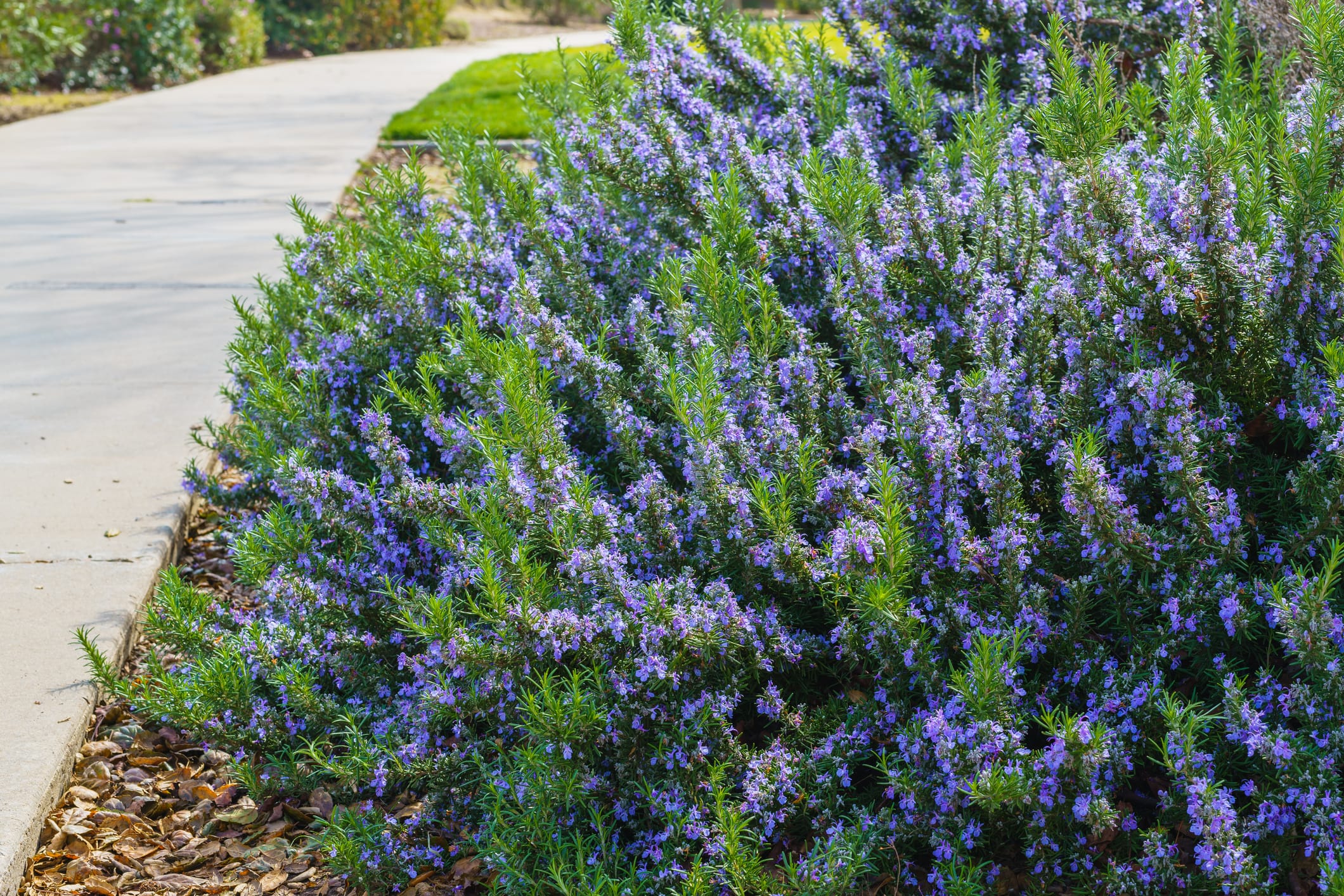 Trailing Rosemary - 1, 5 and 15 Gallon - Plant Clearance