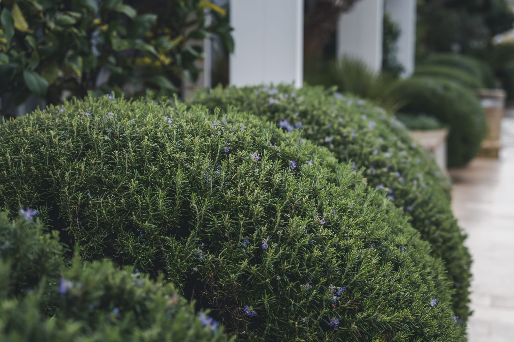 Trailing Rosemary - 1, 5 and 15 Gallon - Plant Clearance