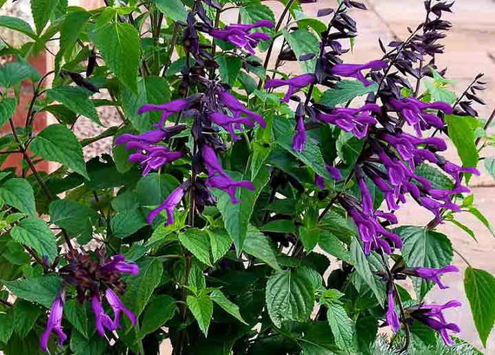 Salvia 'Amistad' Friendship Sage - 5 Gallon
