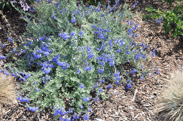 Salvia chamaedryoides, Germander Sage - 5 Gallon 
