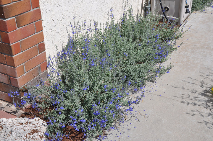 Salvia chamaedryoides, Germander Sage - 5 Gallon 