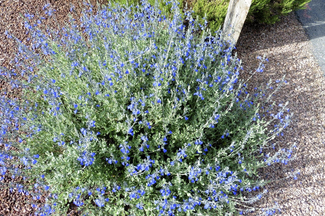 Salvia chamaedryoides, Germander Sage - 5 Gallon 