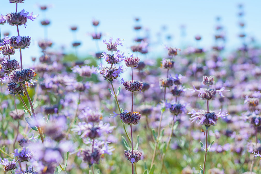  Salvia clevelandii Cleveland Sage, California Blue Sage - 5 Gallon 