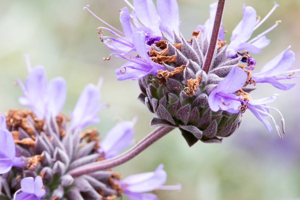  Salvia clevelandii Cleveland Sage, California Blue Sage - 5 Gallon 