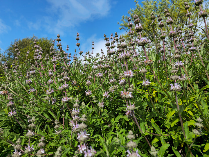 Salvia clevelandii Cleveland Sage, California Blue Sage