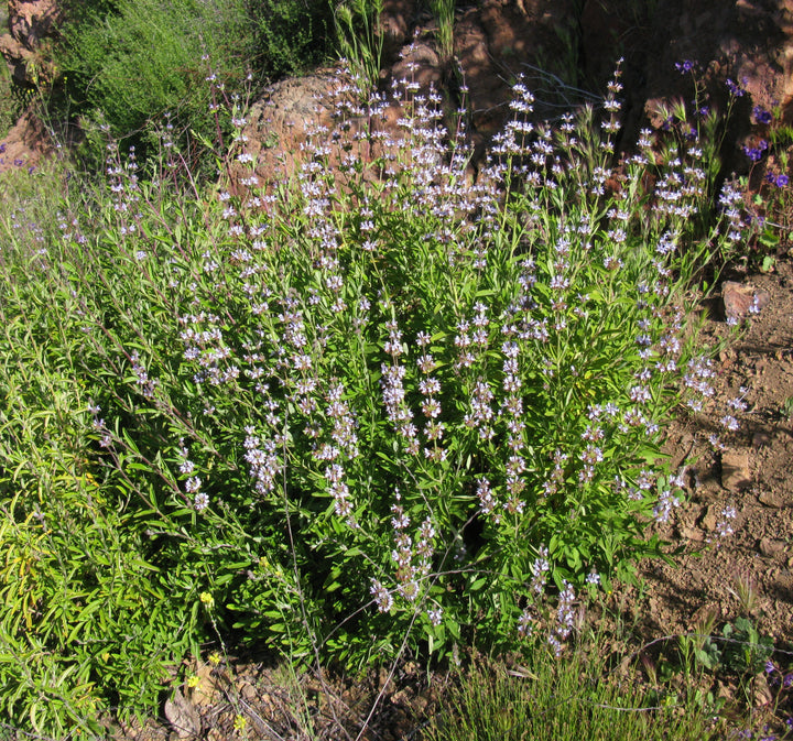 Salvia clevelandii Cleveland Sage, California Blue Sage