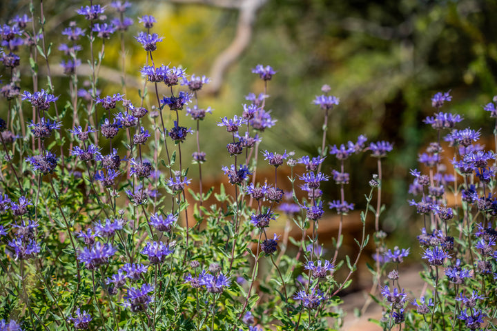 Salvia clevelandii Cleveland Sage, California Blue Sage