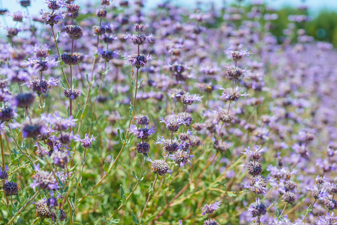  Salvia clevelandii Cleveland Sage, California Blue Sage - 5 Gallon 