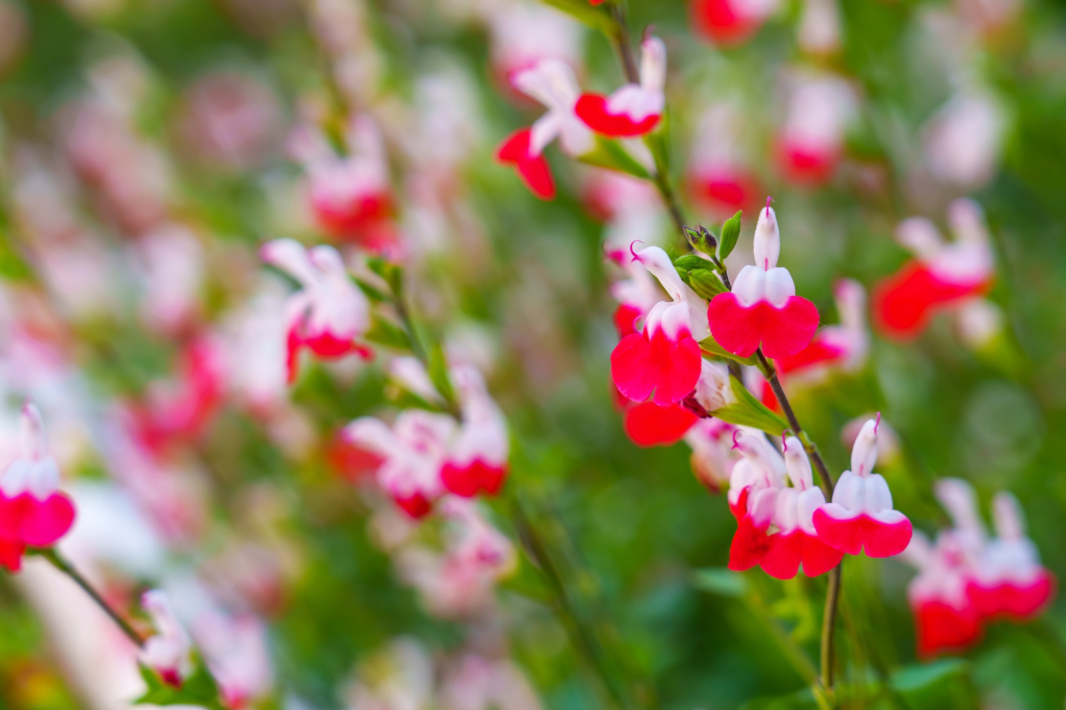 Salvia microphylla 'Hot Lips' - 5 Gallon