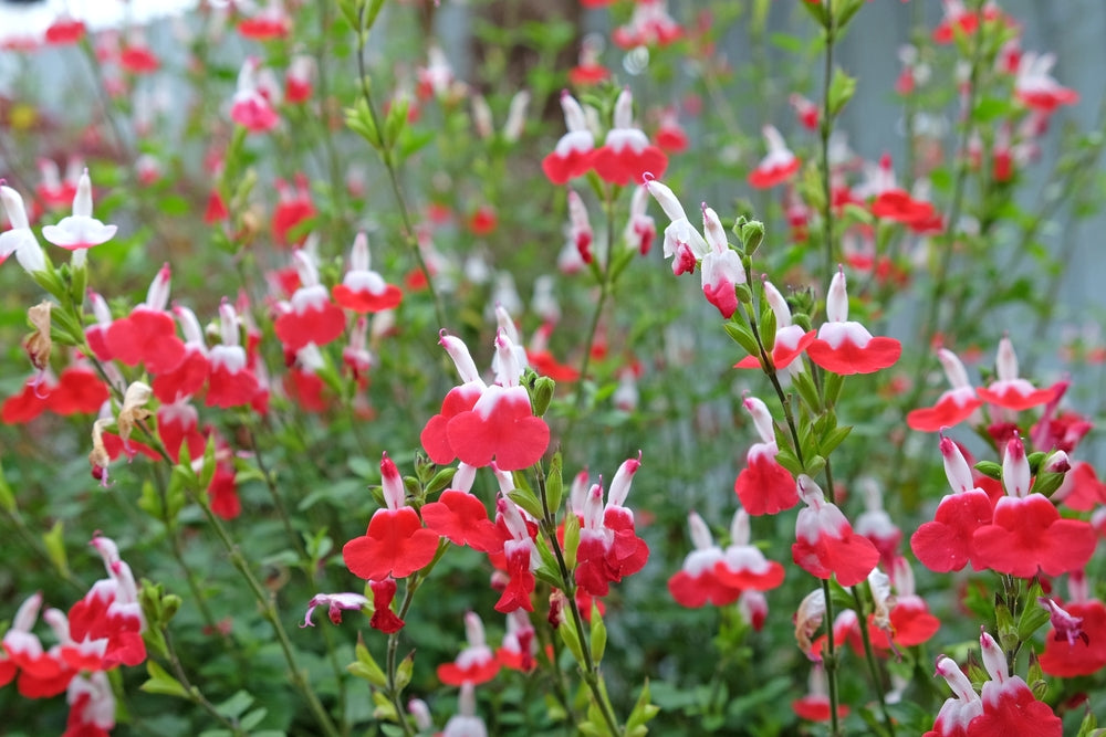 Salvia microphylla 'Hot Lips' - 5 Gallon