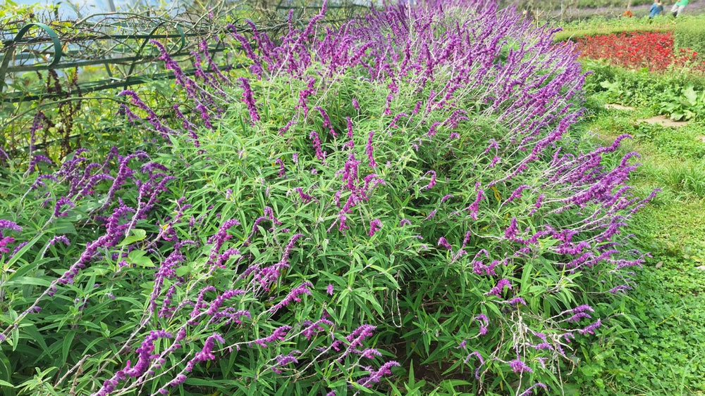 Salvia leucantha 'Midnight' ('Purple Velvet') Mexican Sage - 5 Gallon