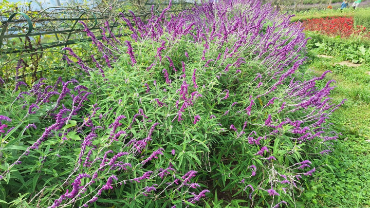Salvia leucantha 'Midnight' ('Purple Velvet') Mexican Sage - 5 Gallon