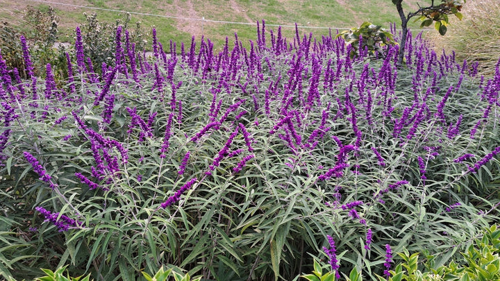 Salvia leucantha 'Midnight' ('Purple Velvet') Mexican Sage - 5 Gallon