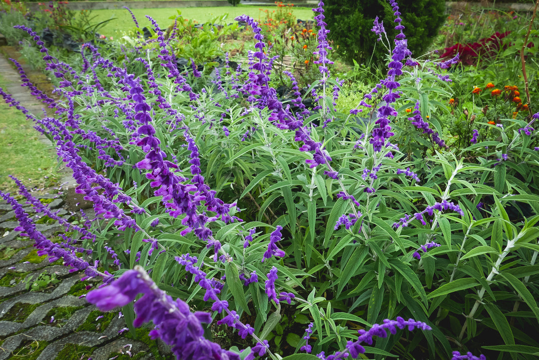 Salvia leucantha 'Midnight' ('Purple Velvet') Mexican Sage - 5 Gallon