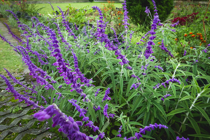 Salvia leucantha 'Midnight' ('Purple Velvet') Mexican Sage - 5 Gallon