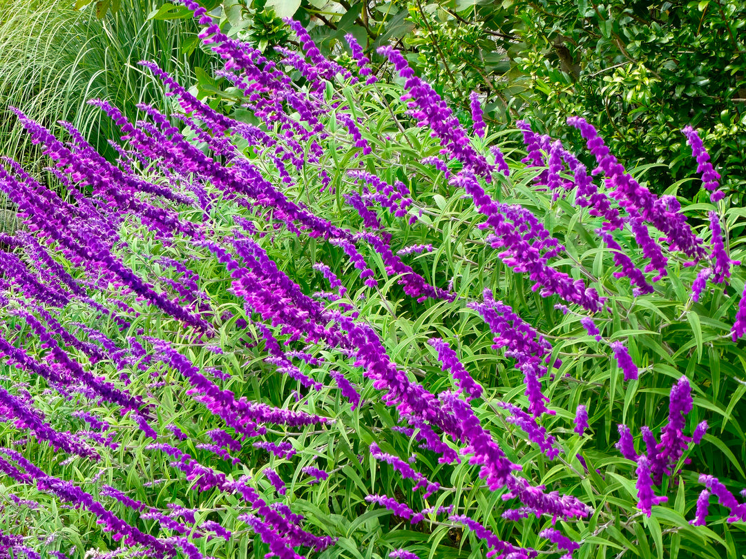 Salvia leucantha 'Midnight' ('Purple Velvet') Mexican Sage - 5 Gallon