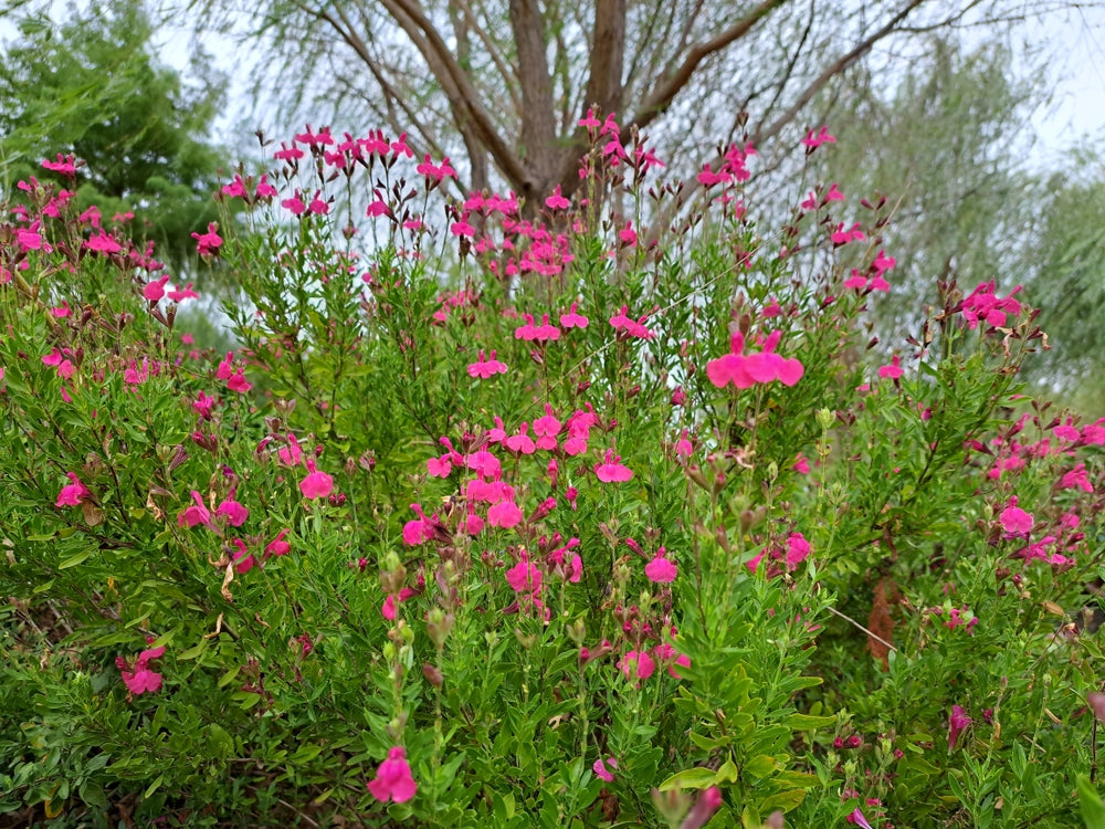 Salvia greggii 'Pink' Autumn Sage 'Pink'