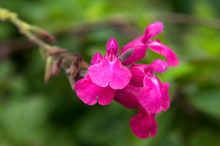 Salvia greggii 'Pink' Autumn Sage 'Pink'