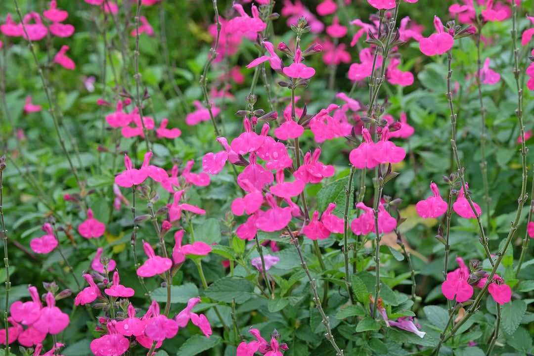 Salvia greggii 'Pink' Autumn Sage 'Pink'