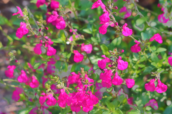 Salvia greggii 'Pink' Autumn Sage 'Pink'