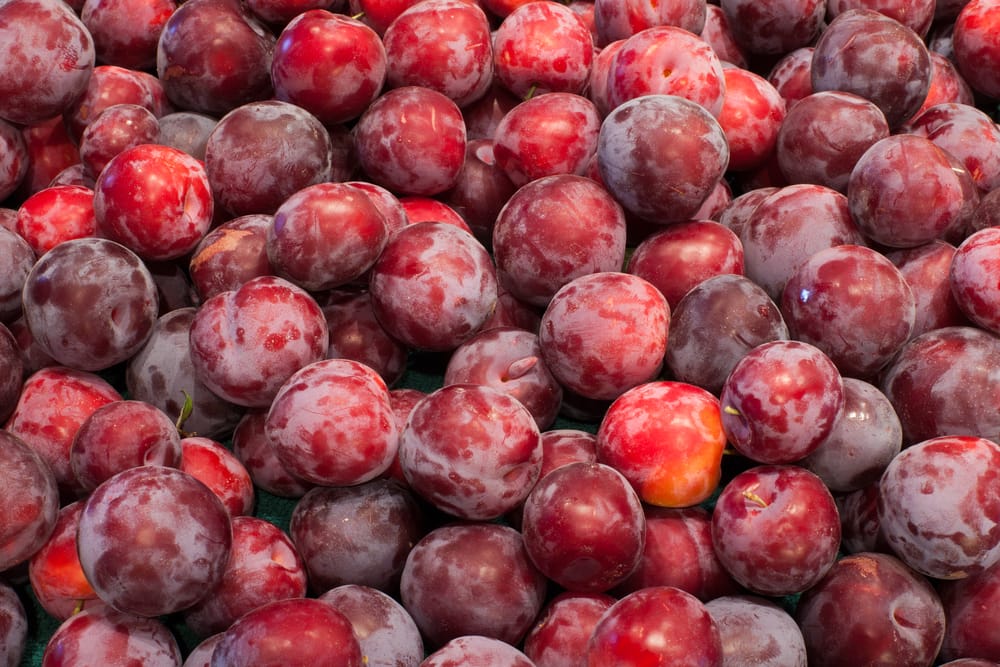 Santa Rosa Plum Tree - 15 Gallon