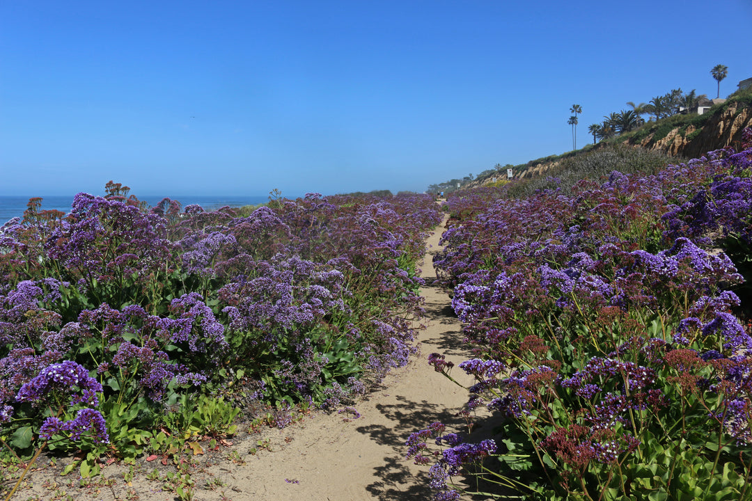 Limonium Perezii (Statice Perezii) Sea Lavender - 5 Gallon