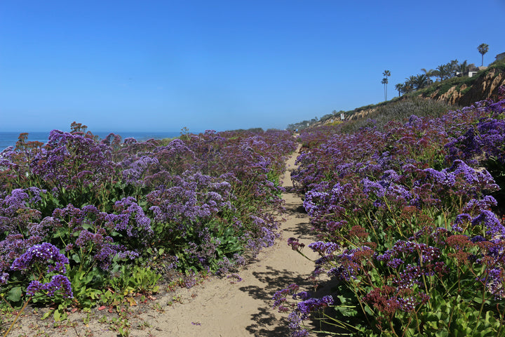 Limonium Perezii (Statice Perezii) Sea Lavender - 5 Gallon