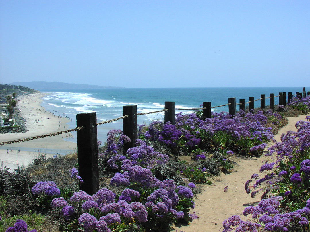 beach lavender plant Sea Lavender