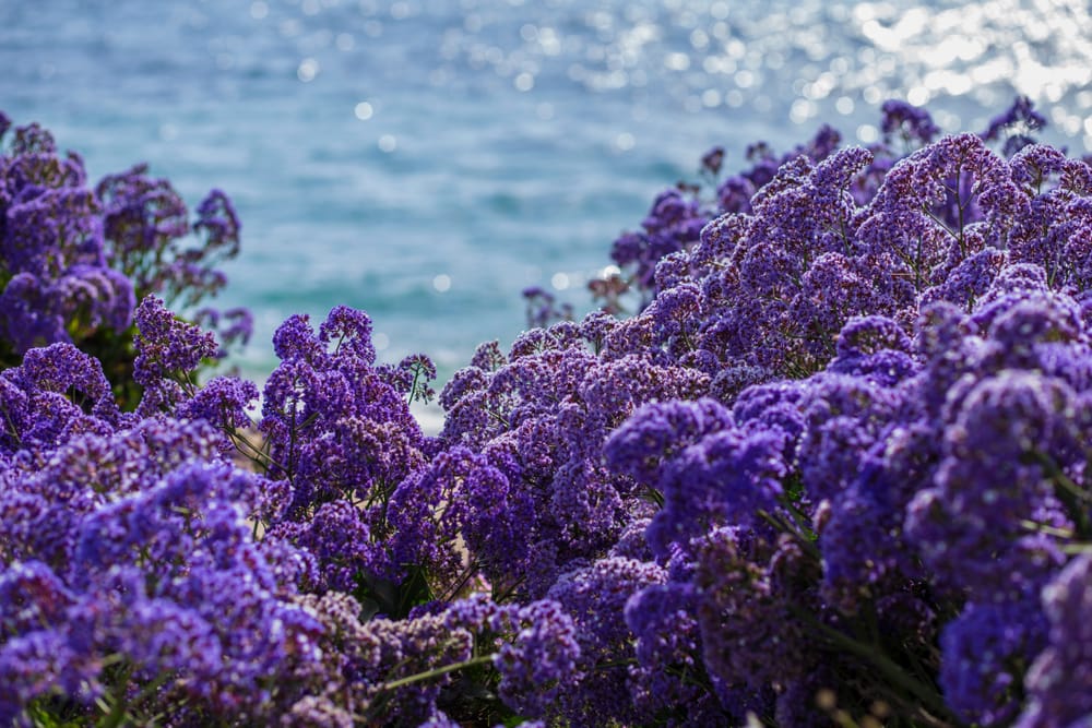 lavender plants san diego Limonium Perezii (Statice Perezii) Sea Lavender - 5 Gallon