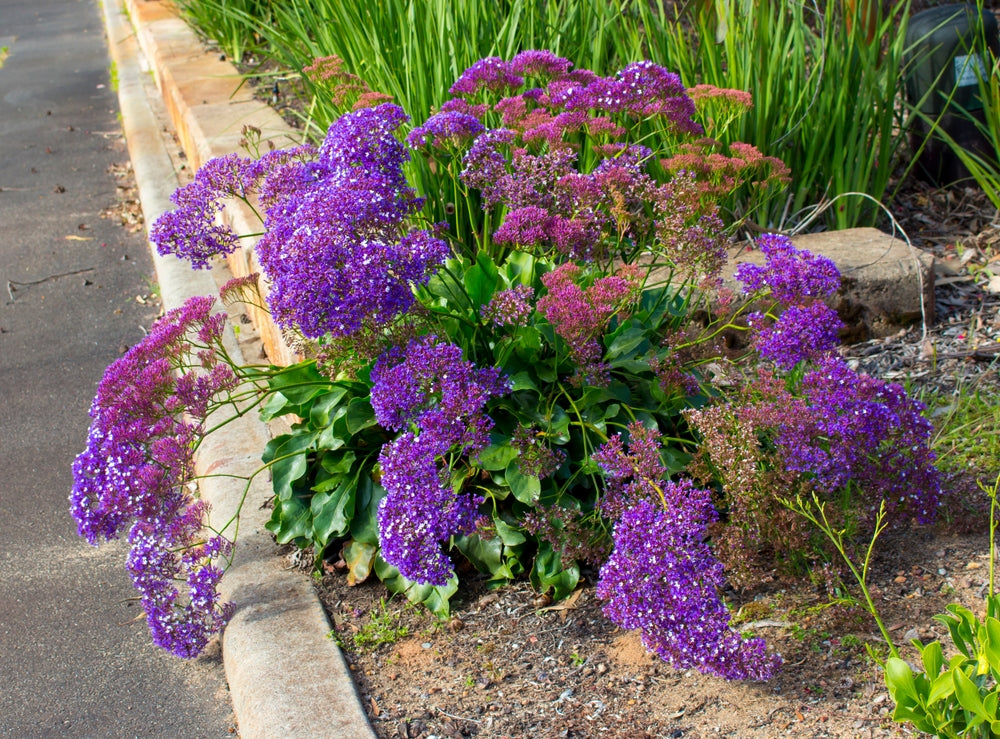 Limonium Perezii (Statice Perezii) Sea Lavender - 5 Gallon