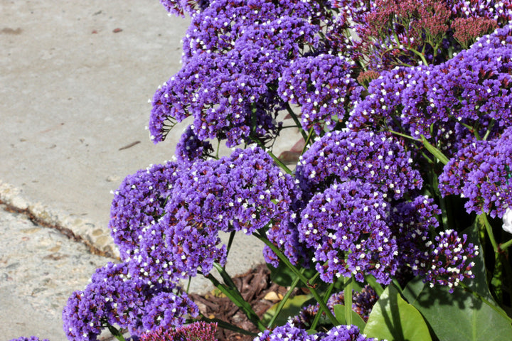 Limonium Perezii (Statice Perezii) Sea Lavender - 5 Gallon