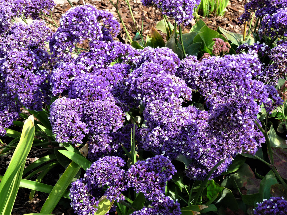 Limonium Perezii (Statice Perezii) Sea Lavender - 5 Gallon