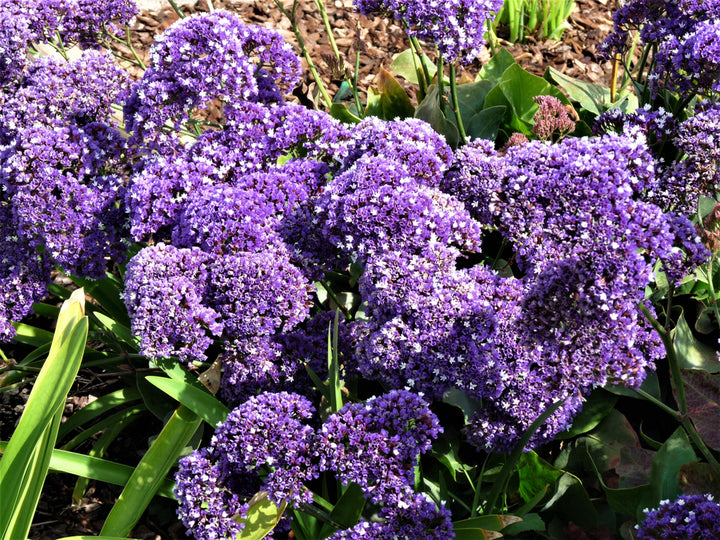 Limonium Perezii (Statice Perezii) Sea Lavender - 5 Gallon