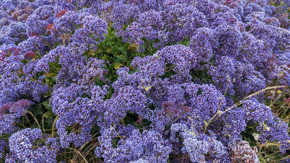 Limonium Perezii (Statice Perezii) Sea Lavender - 5 Gallon