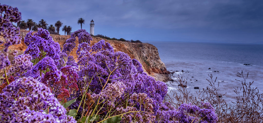 Limonium Perezii (Statice Perezii) Sea Lavender - 5 Gallon