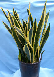 Sansevieria trifasciata 'Laurentii' Yellow-edged Snake Plant - 5 Gallon