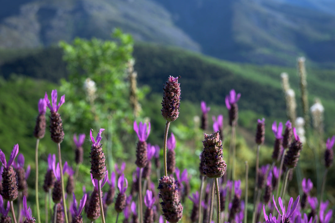 Spanish Lavender  - 5 Gallon
