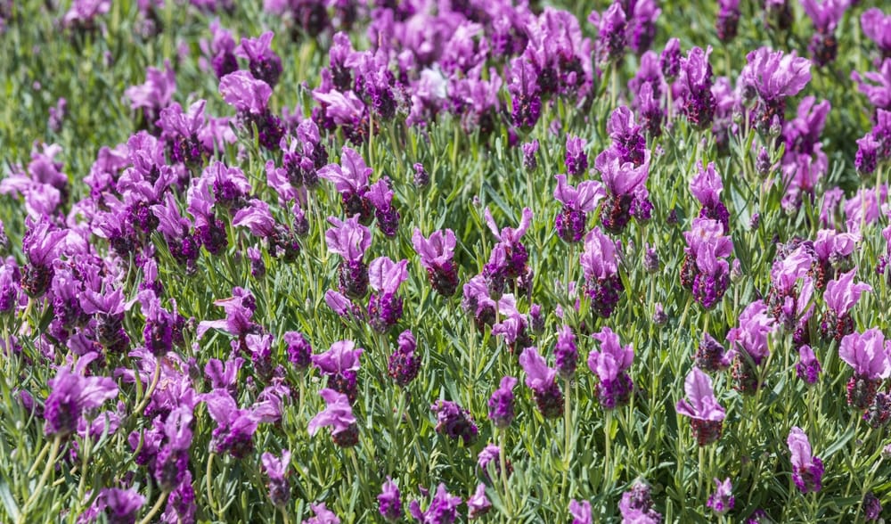 lavender plants for sale california Spanish Lavender - 5 Gallon