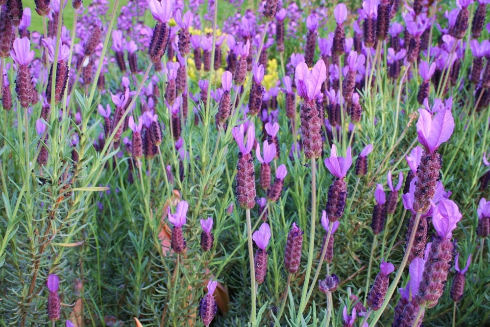 lavender plants zone 5 Spanish Lavender - 5 Gallon