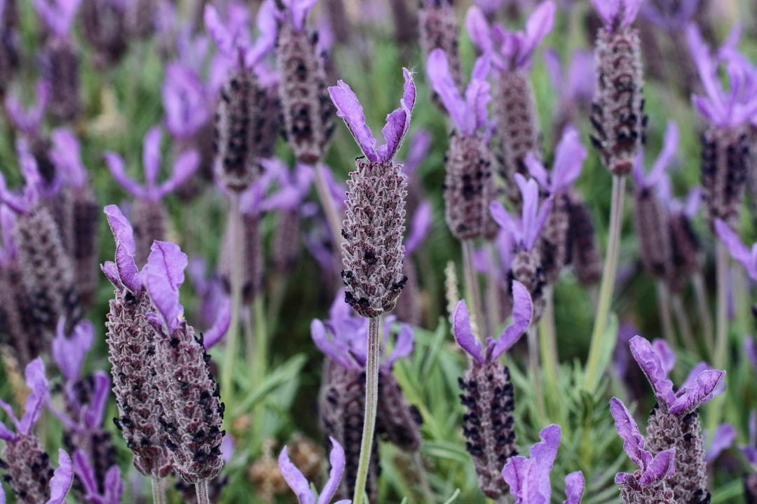 spanish lavender plants for sale near me Spanish Lavender