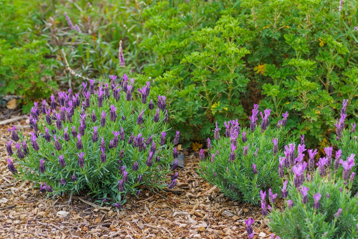 Spanish Lavender  - 5 Gallon