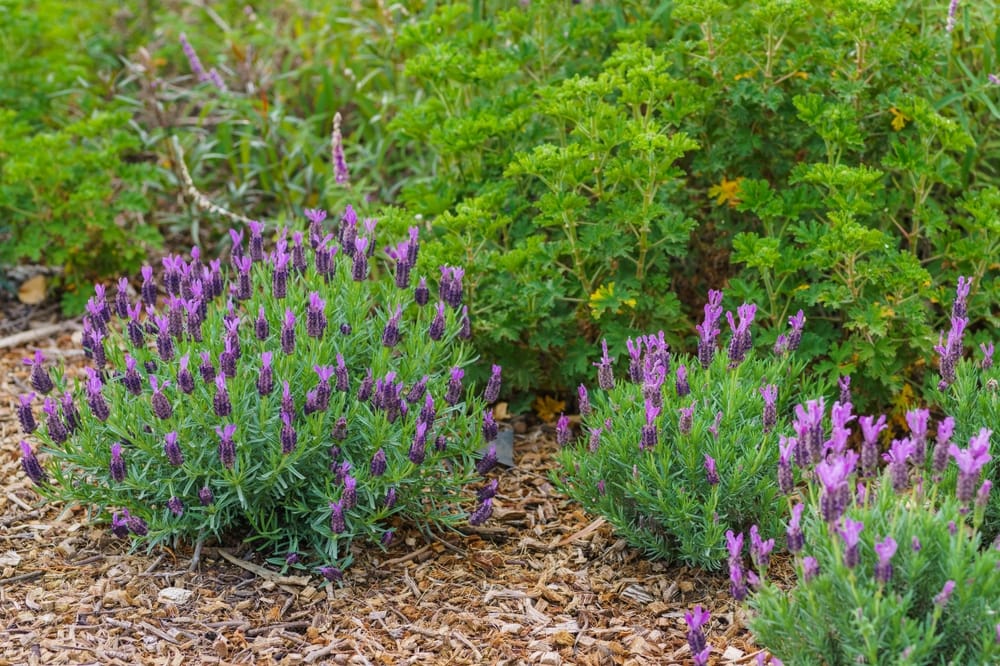 lavender plant spanish Spanish Lavender - 5 Gallon