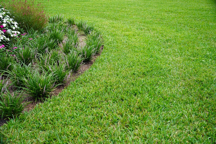 St. Augustine Grass - Flat