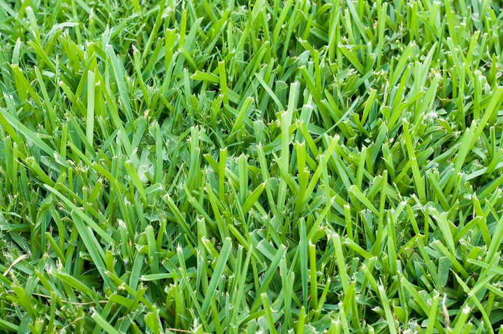 St. Augustine Grass - Flat