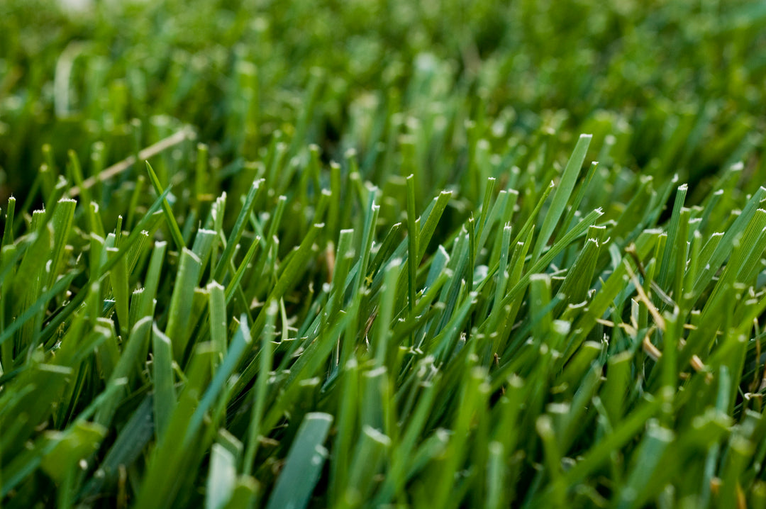 St. Augustine Grass - Flat