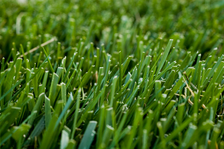 St. Augustine Grass - Flat