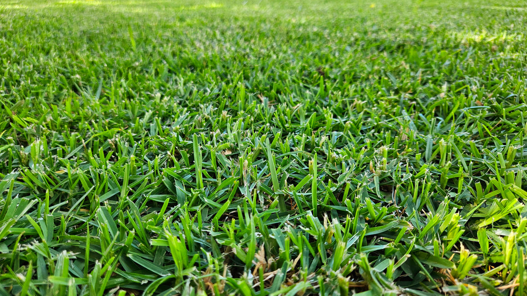 St. Augustine Grass - Flat