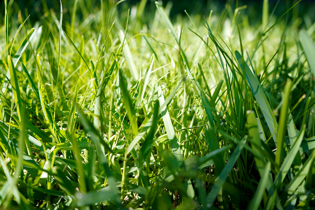 St. Augustine Grass - Flat
