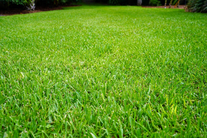 St. Augustine Grass - Flat